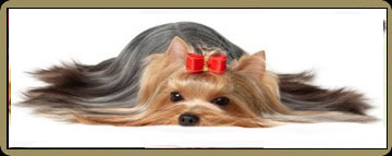 Dog Grooming Styles